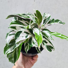 Load image into Gallery viewer, Calathea White Fusion - 130mm