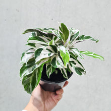 Load image into Gallery viewer, Calathea White Fusion - 130mm