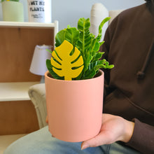 Load image into Gallery viewer, Gnat Today - Fungus Gnat Traps (Pack of 12) - Cheeky Plant Co.