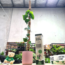 Load image into Gallery viewer, Indoor Jungle Starter Pack