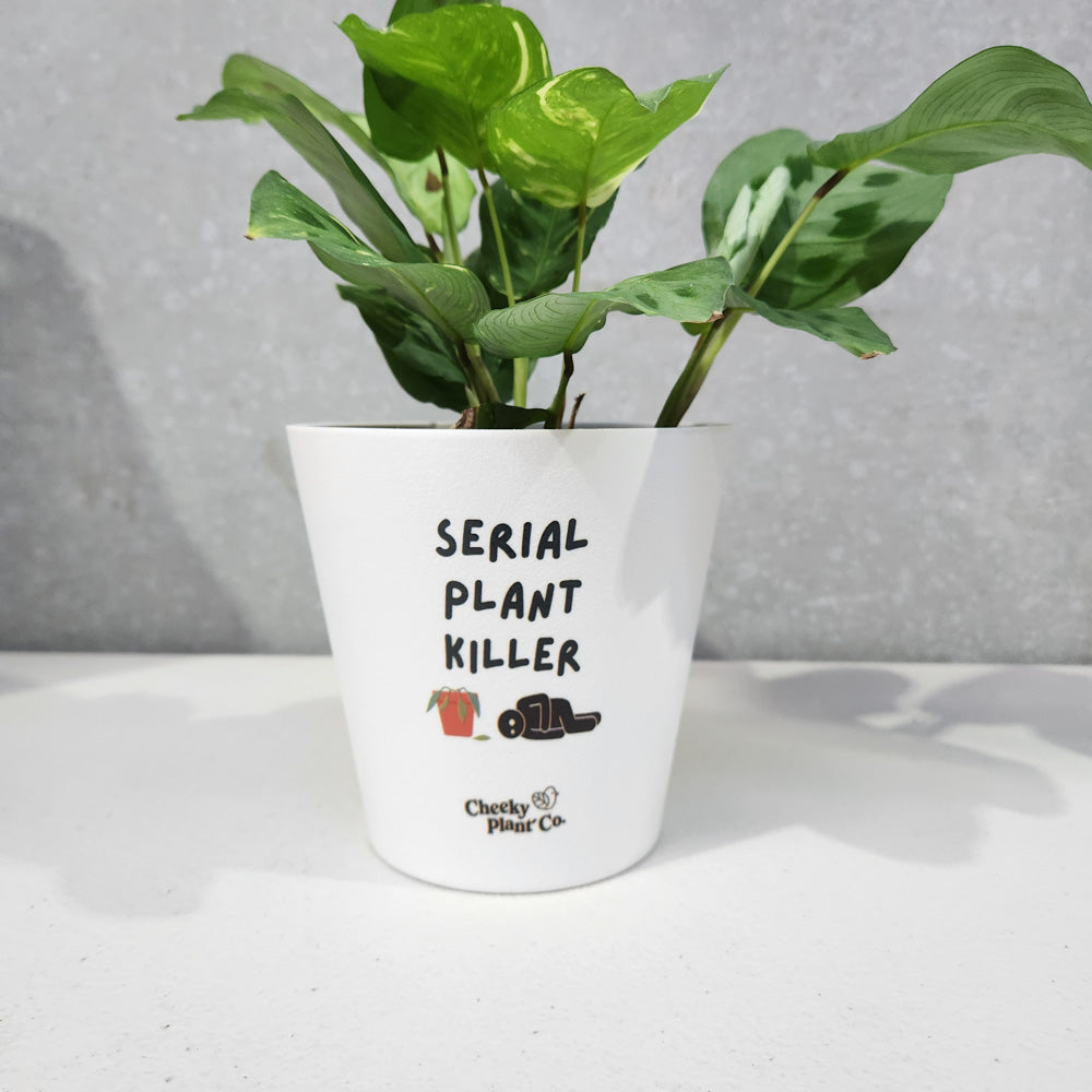indoor plant serial killer Serial Plant Killer