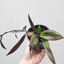 Load image into Gallery viewer, Hoya Pubicalyx Black - 100mm