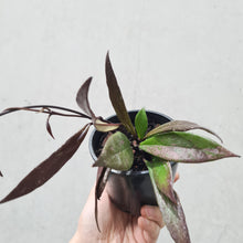 Load image into Gallery viewer, Hoya Pubicalyx Black - 100mm