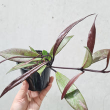 Load image into Gallery viewer, Hoya Pubicalyx Black - 100mm