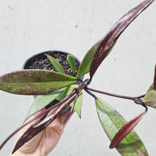 Load image into Gallery viewer, Hoya Pubicalyx Black - 100mm