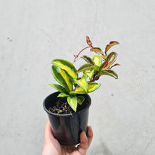 Load image into Gallery viewer, Hoya carnosa variegata - 100mm