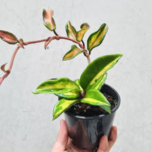 Load image into Gallery viewer, Hoya carnosa variegata - 100mm