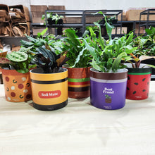 Load image into Gallery viewer, Watermelon - Cheeky Plant Co. Pot -12.5cmD x 12cmH