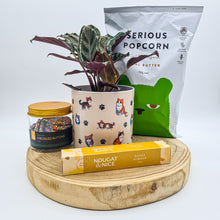 Load image into Gallery viewer, Cat Lovers - Pet Friendly Plant Gift Hamper - Sydney Only