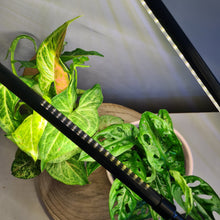 Load image into Gallery viewer, 2 Headed LED Indoor Plant Grow Lights - White - Cheeky Plant Co.