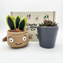 Load image into Gallery viewer, Snake Plant Plushie & Succulent Gift Box