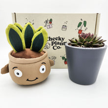 Load image into Gallery viewer, Snake Plant Plushie & Succulent Gift Box