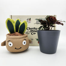 Load image into Gallery viewer, Plushie & Plant Gift Box