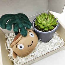 Load image into Gallery viewer, Cheeky Monstera Plant Plushie & Succulent Gift Box