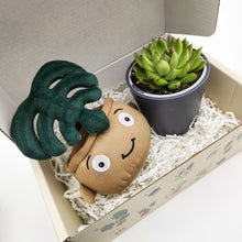 Load image into Gallery viewer, Monstera Plant Plushie & Succulent Gift Box