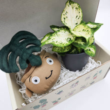 Load image into Gallery viewer, Plushie & Plant Gift Box