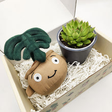 Load image into Gallery viewer, Cheeky Monstera Plant Plushie & Succulent Gift Box