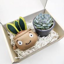 Load image into Gallery viewer, Cheeky Snake Plant Plushie & Succulent Gift Box