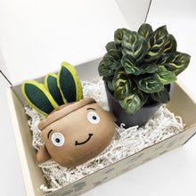 Load image into Gallery viewer, Plushie & Plant Gift Box