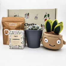 Load image into Gallery viewer, Congratulations - Succulent Hamper / Succulent Gift Box