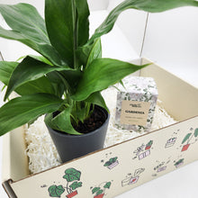 Load image into Gallery viewer, Peace Lily & Candle Gift Box