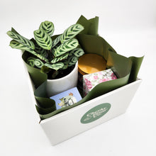 Load image into Gallery viewer, Wedding / Engagement - Plant Gift Hamper - Sydney Only