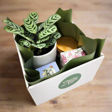 Load image into Gallery viewer, Wedding / Engagement - Plant Gift Hamper - Sydney Only