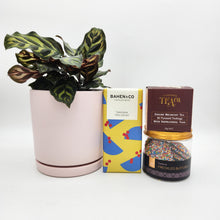 Load image into Gallery viewer, Pawesome Cat Friendly Plant Gift Hamper - Sydney Only