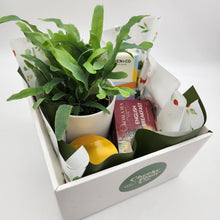 Load image into Gallery viewer, Christmas Plant Gift Hamper - Sydney Only
