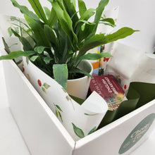 Load image into Gallery viewer, Christmas Plant Gift Hamper - Sydney Only