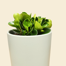 Load image into Gallery viewer, Assorted Indoor Plant in Sea Foam Ceramic Pot (18cmDx18.5cmH) - Sydney Only
