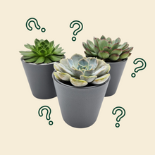 Load image into Gallery viewer, Assorted Potted Succulent Trio
