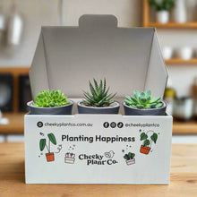 Load image into Gallery viewer, Assorted Potted Succulent Trio