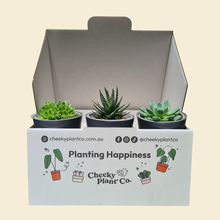 Load image into Gallery viewer, Assorted Potted Succulent Trio