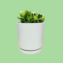 Load image into Gallery viewer, Assorted Indoor Plant in Sea Foam Ceramic Pot (18cmDx18.5cmH) - Sydney Only