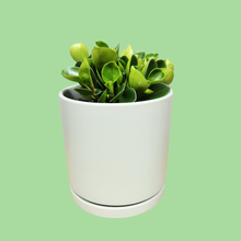 Load image into Gallery viewer, Assorted Indoor Plant in Sea Foam Ceramic Pot (18cmDx18.5cmH) - Sydney Only
