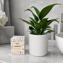 Load image into Gallery viewer, Heartfelt Condolences Gift - Peace Lily & Candle - Sydney Only