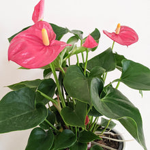Load image into Gallery viewer, Anthurium Flamingo Flower - 180mm Ceramic Pot - Sydney Only