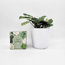 Load image into Gallery viewer, Assorted Houseplant &amp; Candle Gift - Sydney Only
