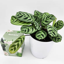 Load image into Gallery viewer, Assorted Houseplant &amp; Candle Gift - Sydney Only
