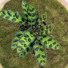 Load image into Gallery viewer, Calathea Insignis / Rattlesnake Plant - 90mm