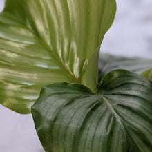 Load image into Gallery viewer, Calathea Orbifolia - 105mm
