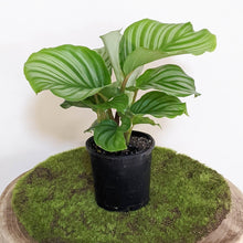 Load image into Gallery viewer, Calathea Orbifolia - 105mm
