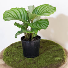 Load image into Gallery viewer, Calathea Orbifolia - 105mm