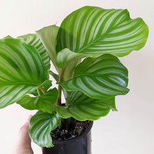Load image into Gallery viewer, Calathea Orbifolia - 105mm