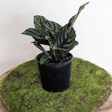 Load image into Gallery viewer, Calathea sanderiana Pinstripe Calathea - 105mm
