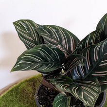 Load image into Gallery viewer, Calathea sanderiana Pinstripe Calathea - 105mm