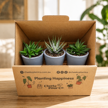 Load image into Gallery viewer, Assorted Potted Succulent Trio