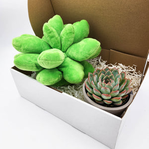 Cheeky Succulent Pillow & Succulent Gift Box