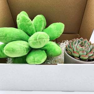 Cheeky Succulent Pillow & Succulent Gift Box